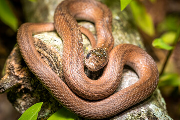 A small Dekay's Brownsnake (Storeria dekay) with a healed injury on its head. Raleigh, North Carolina.