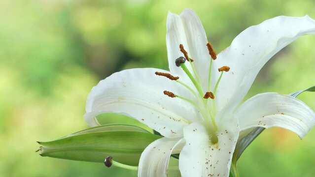Lily flower blooming under sunlight on blurred nature background.