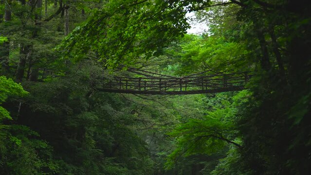 池田町 曇天のかずら橋 福井県 観光名所 ロケ地 日本有数 恋のパワースポット