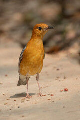 Orange-headed thrush bird from national botanical garden Dhaka