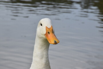 Pato - duck