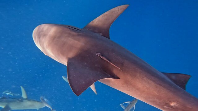 Bull shark swims right under snorkeler in open ocean - shark encounters