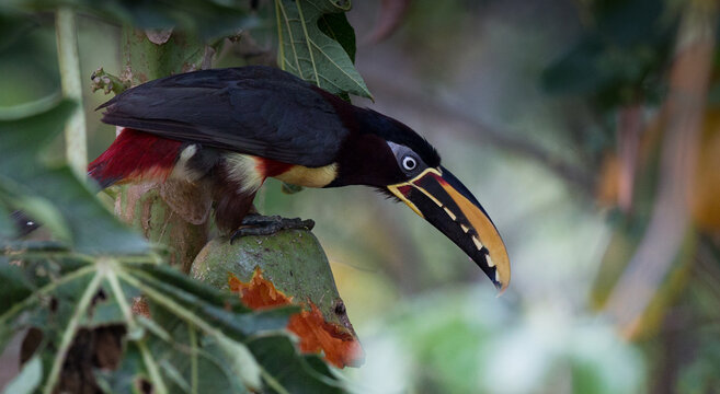 Chestnut Aracari