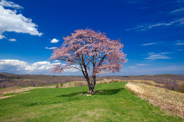 草原と一本桜