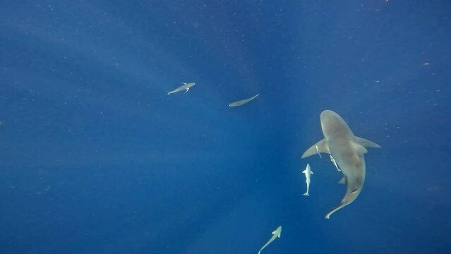 Bullsharks slowly swim through ocean just beneath surface - from above with sun rays beaming down