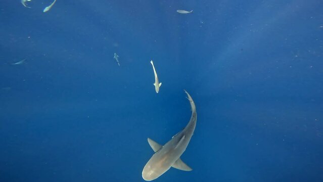 Bull shark stalking under the ocean surface in deep blue ocean - wide shot