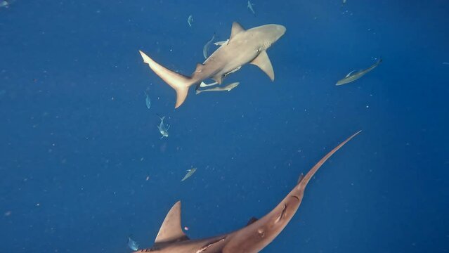 Two bullsharks circling around schools of fish in deep blue ocean - from above