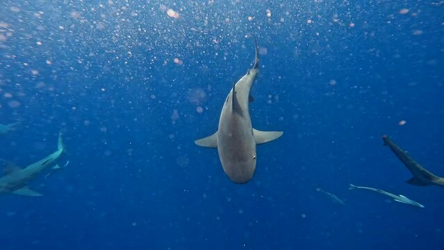 Shiver of bull sharks swiming right below ocean surface on bright sunny day