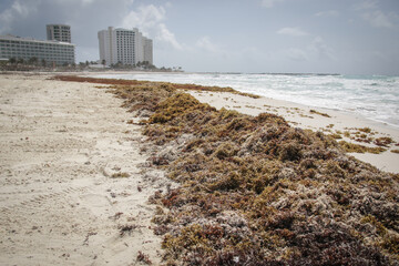 Sargazo o alga marina en Playa Forum  © Jorge