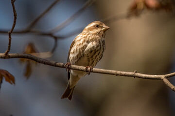 Female purple finch perching on a tree branch.