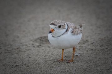 Close up of piping plover on beach.