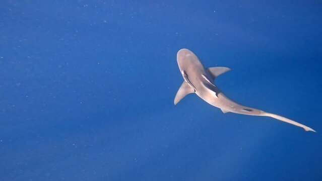 Bull shark swiming in endless blue water - view from above