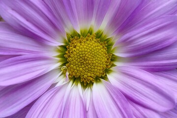Obraz premium close up of a purple flower
