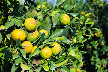 Tangerine trees with unripe green fruits on plantation