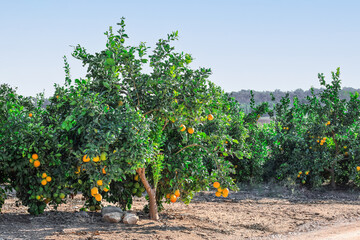Orange trees with fruits on plantation