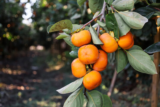 Tree branch with ripe persimmon fruits outdoors