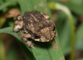Gulf Coast toad (Incilius nebulifer) juvenile on a blade of grass, front closeup view. Common to the Southern humid parts of the USA.