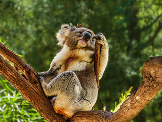 Posing Koala