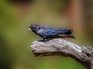 Red Tailed Black Cockatoo