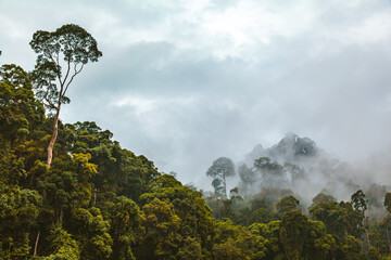 Lush Rainforests