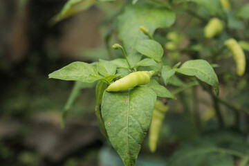 Chili trees with a light yellowish green color and still unripe grow in the garden in front of the house. Selected focus