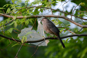 Gray Catbird carries plastic trash to build its nest. Urban songbirds in cities may weave litter or garbage into their nests. Gray Catbirds (Dumetella carolinensis) are shy migratory songbirds.