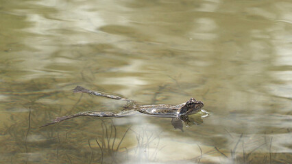 alpine frog or mountain frog (Rana temporaria)