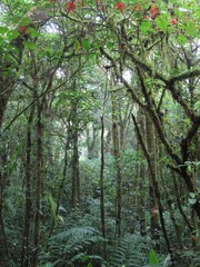 Fototapeta na wymiar rainforest in Monteverde, Costa Rica