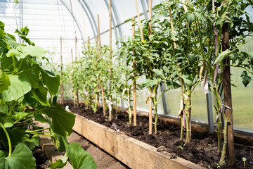 trimmed lower branches of tomato bushes, tied up tall tomatoes, vegetables in a greenhouse, growing crops in a greenhouse, a good harvest in a polycarbonate greenhouse, the concept of eco-vegetables