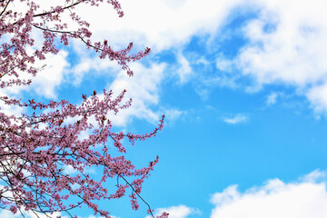 Beautiful blossoming branches against sky background