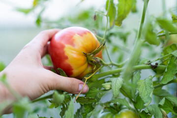 Tomatoes do not turn red at the peduncle, unripe areas of the tomato on top, problems of the garden, uneven degree of maturity of tomatoes in the greenhouse