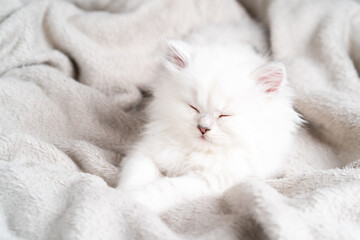 beautiful white kitten sleeps on plush blanket, cute young cat sleeps on bed, cat day