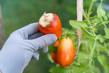 tomato disease, gardening problems, red ripe rotten tomatoes in hands, vegetables with...