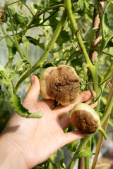 tomato disease, gardening problems, green rotten tomatoes in hand, phytophthora vegetables, crop loss, vertical photo