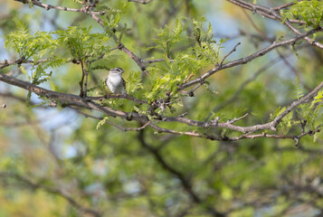 sparrow perched on the branch of a tree