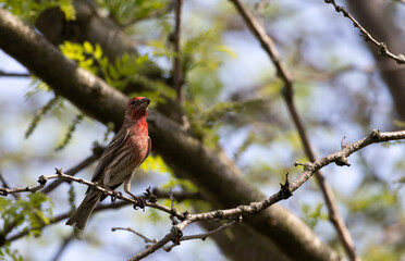 House Finch perched on a branch