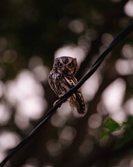 Portrait of owl staring in front direction