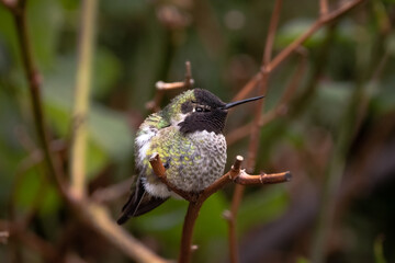 Perched Anna's Hummingbird