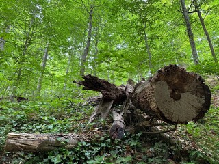 Nature photos, trail photos, outdoor nature photos