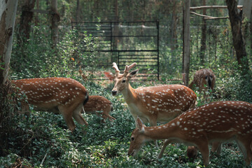 Herd of deer looking for food in the forest.