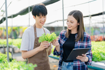 Female and male  Farmer harvesting vegetable and audit quality from hydroponics farm. Organic fresh vegetable, Farmer working with hydroponic vegetables garden harvesting, small business concepts.