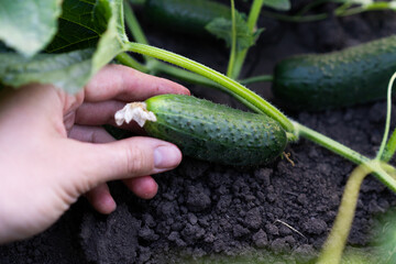 harvest of cucumbers in hand against the background of leaves and cucumber whips