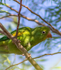 Periquito Verde Curioso