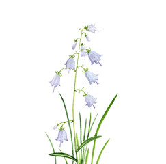 Obraz premium watercolor drawing flowers of ladybells and green grass at white background, hand drawn illustration