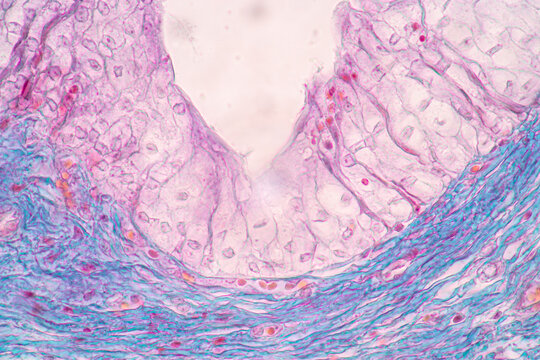 Histological Uterus human, Uterine tube human, Placenta human and Umbilical cord Human under the microscope for education.