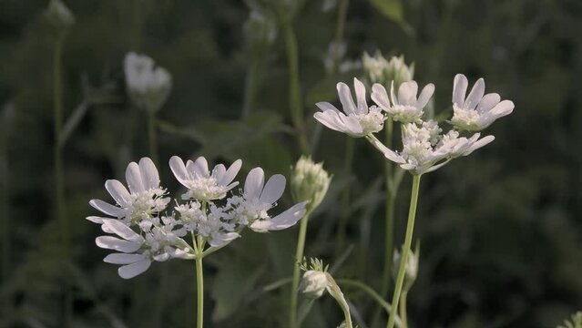 
Tokyo, Japan - May 10, 2023: Orlaya grandiflora or white lace flower
