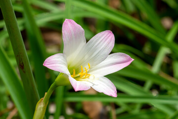 Pink and white zephyr lily (zephyranthes) flower in garden against green background