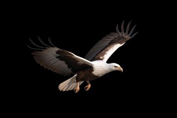Obraz premium black and white bird in flight Generative AI