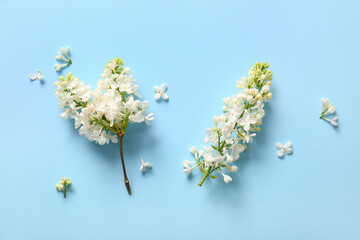 Blooming lilac flowers on blue background