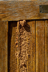 Boring insect damage to a weathered wooden garden bench